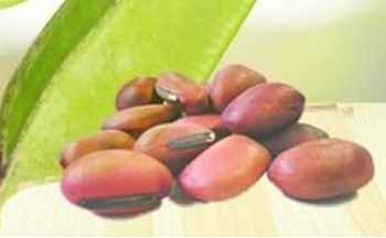 【春先の不調にも】赤なた豆茶の特徴