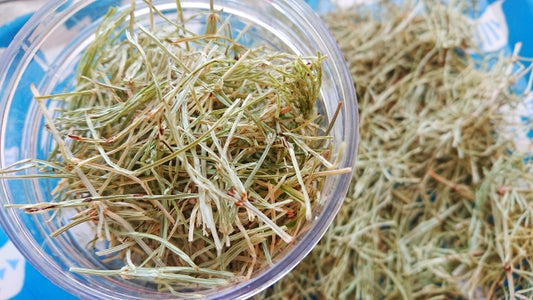 【春といえばあの山菜?】スギナ茶の特徴①