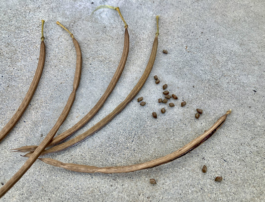 【美味しいだけじゃない!】ハブ茶の特徴について①