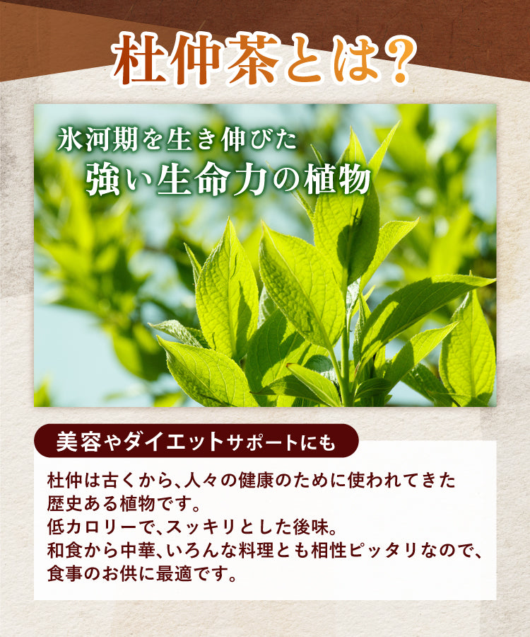 杜仲茶