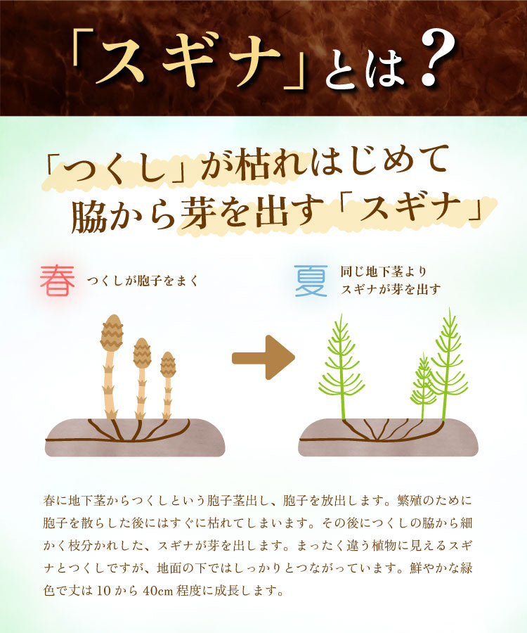 温活農園の国産すぎな茶