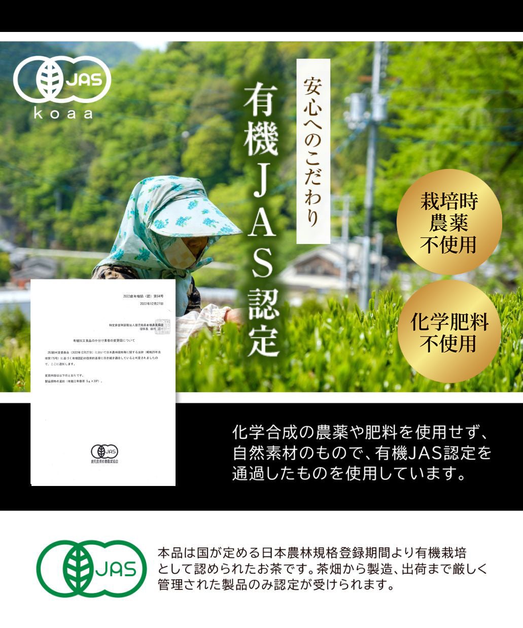 有機三年番茶
