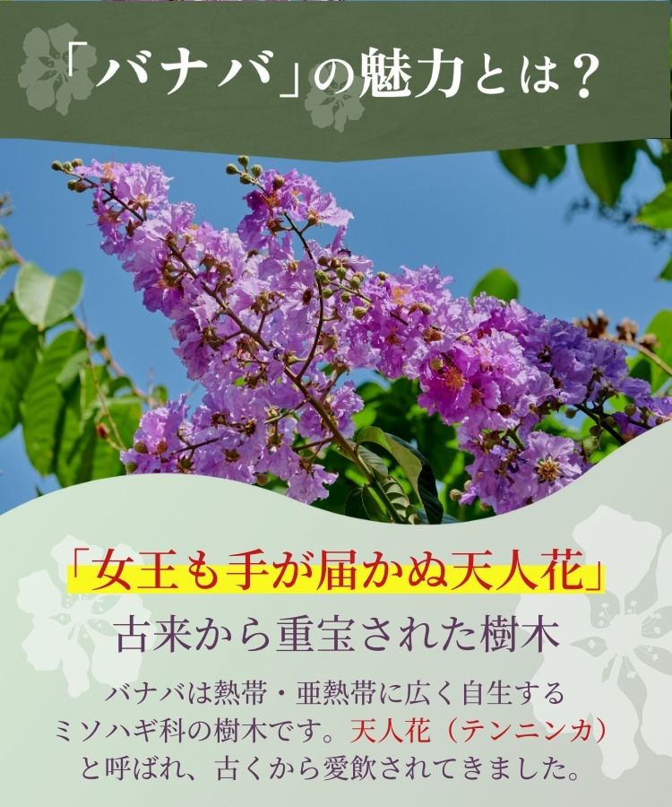 温活農園のバナバ茶は女王も手が届かない天人花