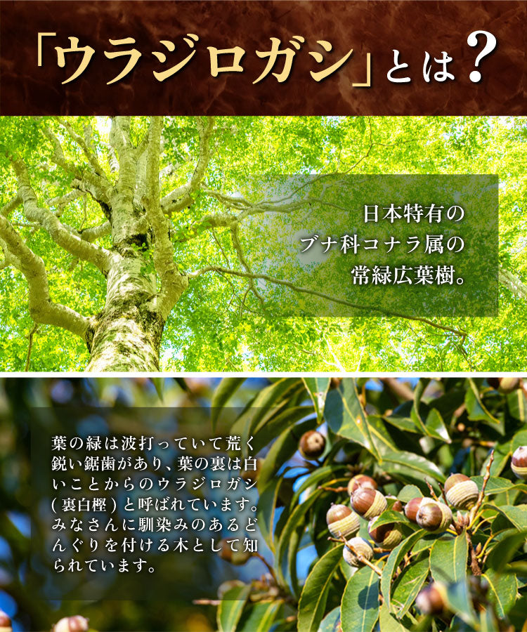 温活農園の国産ウラジロガシ茶