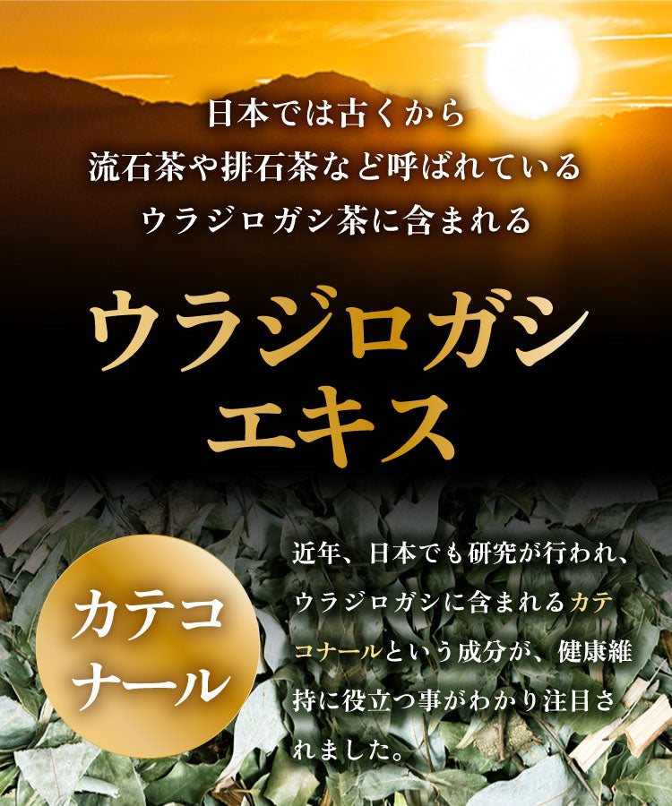 温活農園の国産ウラジロガシ茶