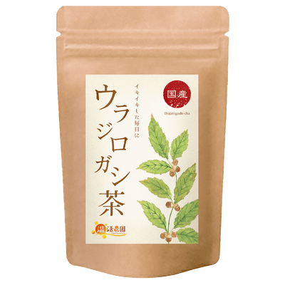 ウラジロガシ茶