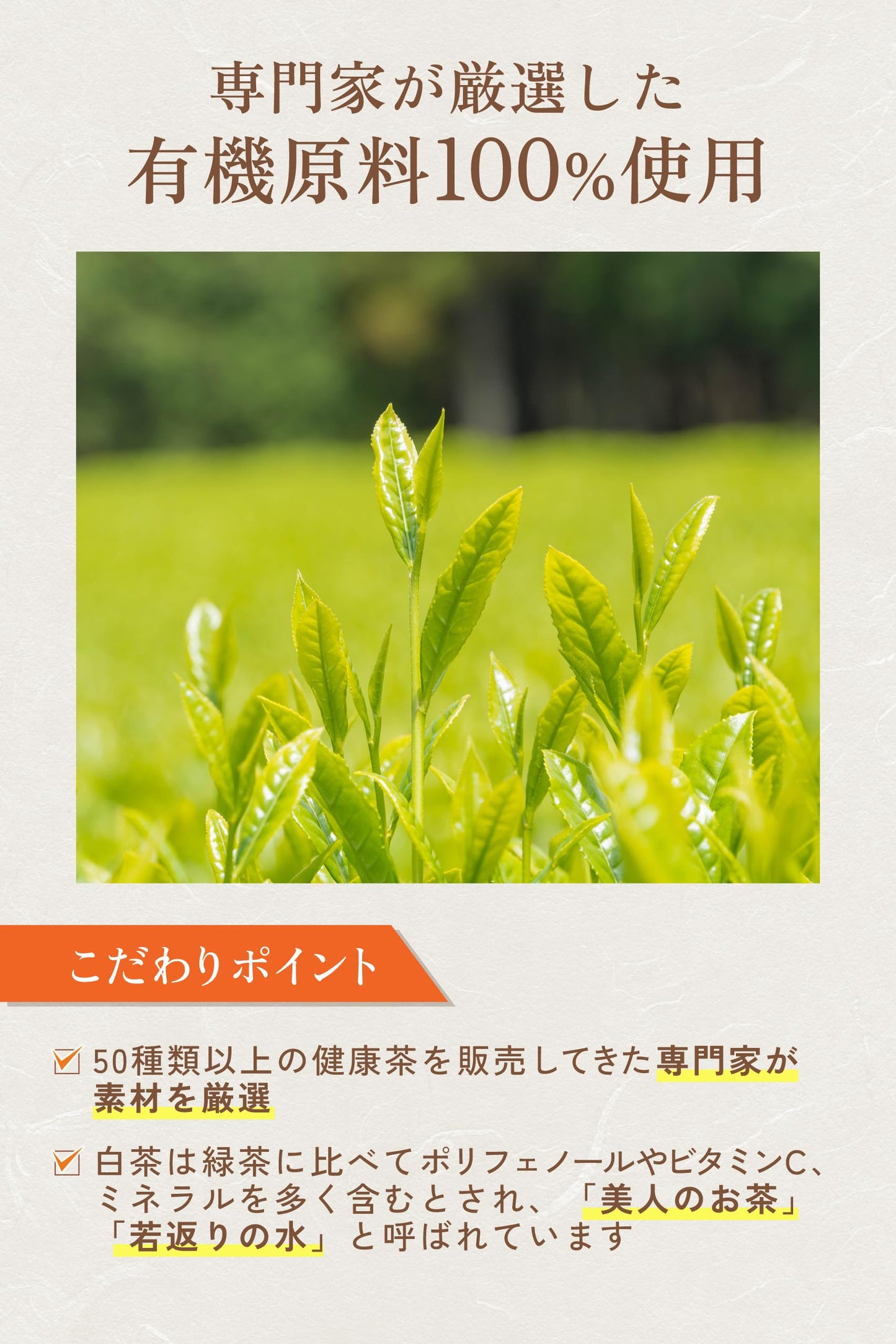 有機白茶（ティーバッグ）