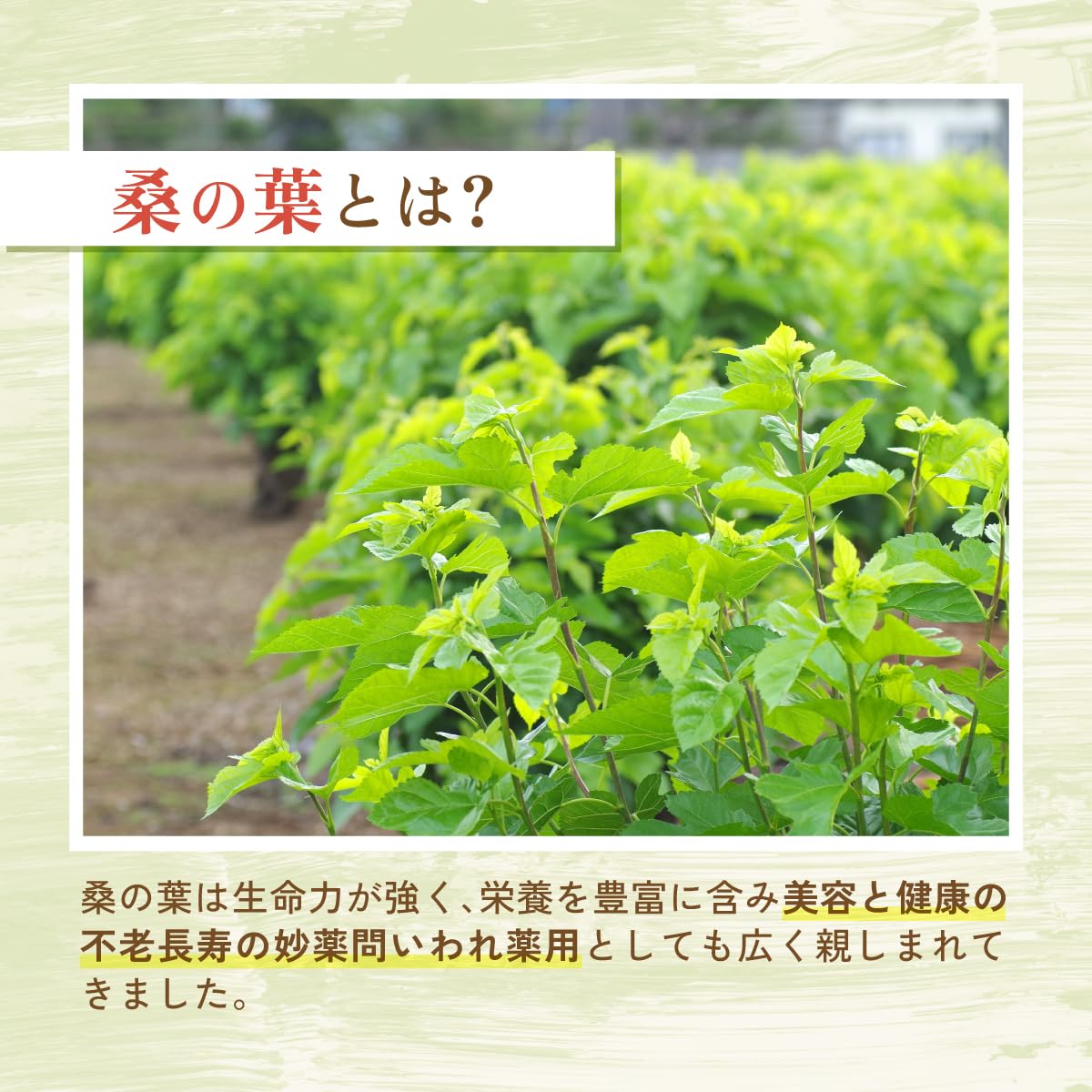 桑の葉パウダー - 食品パウダー | 温活農園